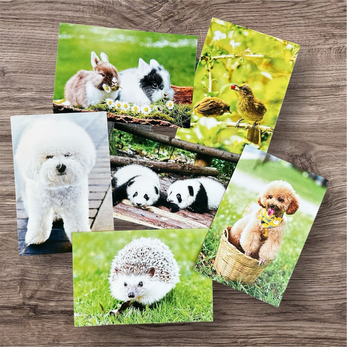 Scope Postcard Ellison (Hedgehog) 4361 4524725043617 (3 sets)