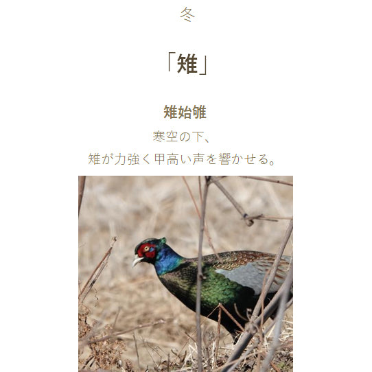 Sailor セーラー万年筆 SHIKIORI ―四季織― 野山の唄  万年筆用ボトルインク 20ml 雉（きじ）131008240